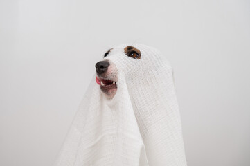 Wall Mural - Dog Jack Russell Terrier in a ghost costume on a white background. 