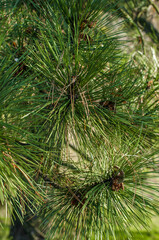 Large pine needles in a frost.