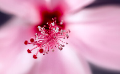 background with pink flower. Wallpaper with hibiscus. Backdrop with copy space. picture for congratulations. exotic flowers. poster for interior. picture for house. flowers close-up, macro photo