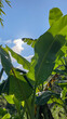© fotoworld - Banana leaves under a bright blue sky, symbolizing tropical agriculture and sustainability efforts in environmentally-friendly farming practices