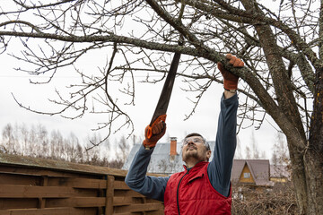 Wall Mural - Pruning trees in an autumn garden. Close-up of hands with a saw cutting old branches.