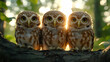 © wellart - Three Owls Perched on a Branch - Realistic Animal Image