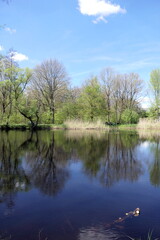 Wall Mural - Seerosenweiher bei Muehlheim am Main