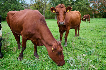 Dairy cows grazing on a green pasture under clear blue skies, captured in a rural landscape. These animals are calmly feeding, creating a peaceful and natural scene