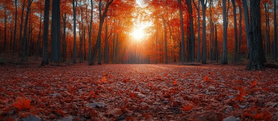 Canvas Print - Golden Hour in Autumn Forest