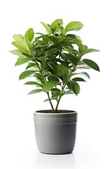 Canvas Print - Potted plant bonsai leaf tree.