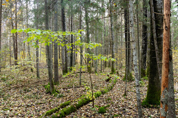 A view to a mixed forest during fall foliage in Estonia, Northern Europe	