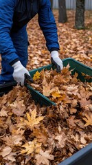 Wall Mural - A man in blue pants and gloves is collecting leaves into large bags for spring garden cleaning in a bright backyard setting