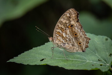 Wall Mural - junonia lemonias lemonias can be found everywhere in sparse forests, groves. likes to spread its win