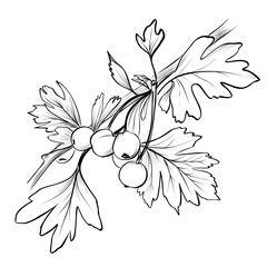 black and white hand drawn branches with hawthorn berries vector