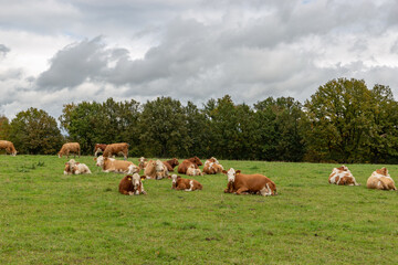 Cows grazing in the pasture