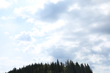 Wall Mural - beautiful view of forest and blue sky with fluffy clouds