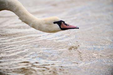 A swan stands gracefully at the water s edge, its neck extended towards the shimmering waves of the lake. This tranquil scene captures the beauty of nature and the bird's peaceful demeanor