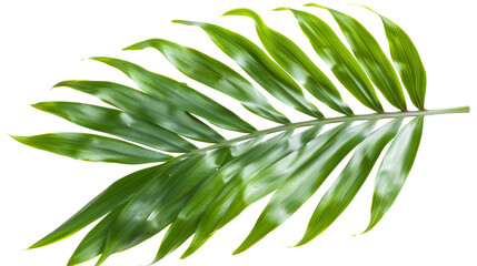 green coconut leaves on white background ,  Exquisite Coconut Leaves on a White Canvas