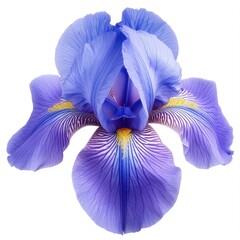 Poster - Iris boque flower purple petal.