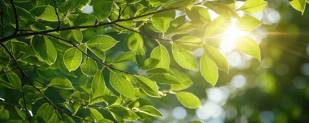 Canvas Print - Sunlight shining through vibrant green leaves, creating a natural, serene atmosphere.