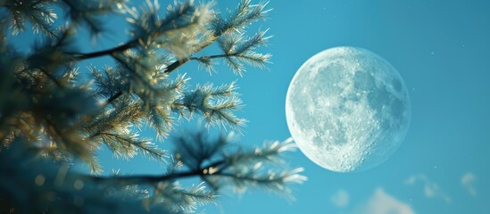 Wall Mural - a serene night scene with a picturesque moon hanging in the clear blue sky and blurry spruce tree br