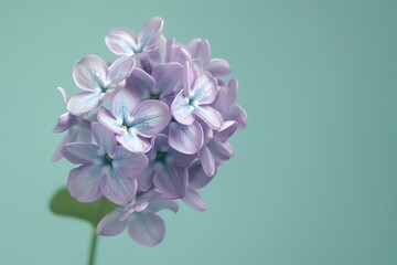 Canvas Print - Delicate Lilac Blooms Against a Soft Green Background