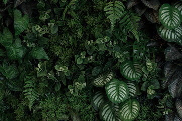 Wall Mural - abstract green leaf texture, tropical leaf foliage nature dark green background