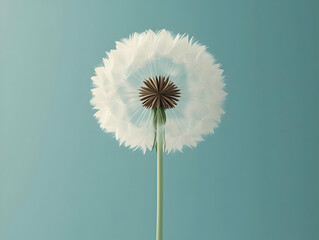 Poster - Flat White Dandelion Medium Shot Seeds Wishes New Beginnings Plain Background Janeiro Branco Hope Message Simple Flat Vector Illustration Business Tone