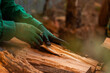© Austockphoto - Gloved hands stacking split firewood for winter fires