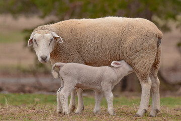 nursing lamb