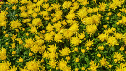 Yellow chrysanthemum flowers blooming in autumn