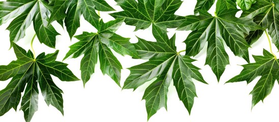 Wall Mural - white background showcasing papaya leaves allowing for text in a copy space image