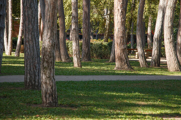 path in the park among the pine trees