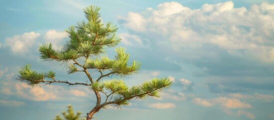 Canvas Print - In early spring a young pine tree with fresh needles stands against the sky with copy space image