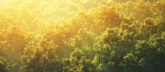 Wall Mural - The vibrant yellow green foliage of the treetops under the morning sun creates a stunning gradient in the landscape making it a radiant and flawless copy space image on this beautiful day