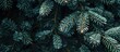 © Ilgun - Christmas tree branches form a festive backdrop for a holiday card with copy space image