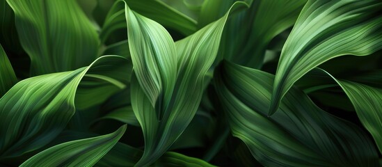 Wall Mural - a detailed view of leaves serves as a background copy space image