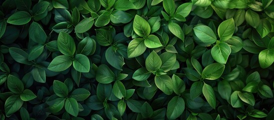 Wall Mural - a detailed view of leaves serves as a background copy space image