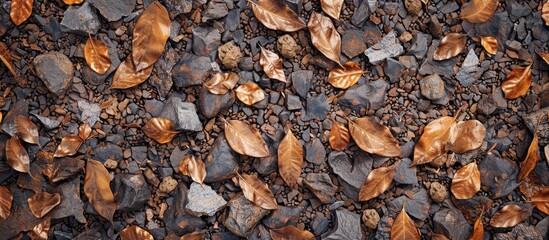 Gravel mixed with dry leaves on the ground create a rustic texture in the copy space image