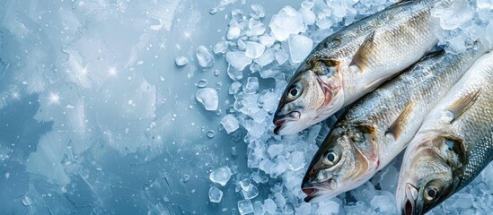 Wall Mural - Top view of fresh seabass on ice set against a blue background with copy space image available