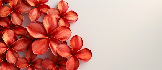 Poster - A stunning copy space image showcasing vibrant red frangipani blooms