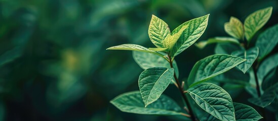 Canvas Print - A green plant with partly dried leaves in focus for posters and banners allowing for copy space image