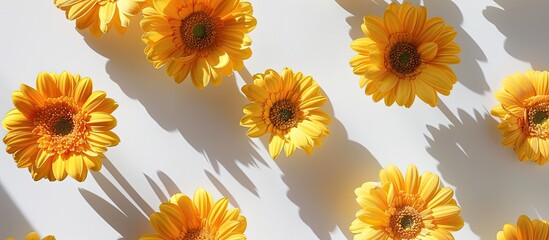 Poster - Yellow gerbera flowers arranged on a white surface casting distinct shadows captured from above with a flat lay perspective ideal for a copy space image