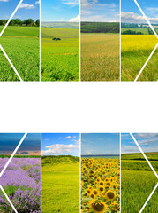 Wall Mural - Panoramic view of green field and blue sky. Collage. Free space for text.