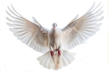 Sticker - White pigeon animal flying bird.