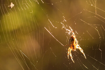Wall Mural - spider on web