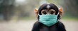 © ratatosk - Sick monkey in medical mask and orthopoxvirus MPOX cells. Transmission monkeypox virus viral of animals to humans. Pox viral infection. Smallpox vaccine, control spread of disease