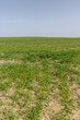 © rsooll - winter frost-resistant wheat is green in early spring
