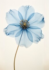 Poster - Real Pressed blue flower petal plant inflorescence.