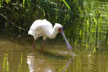 wide beak