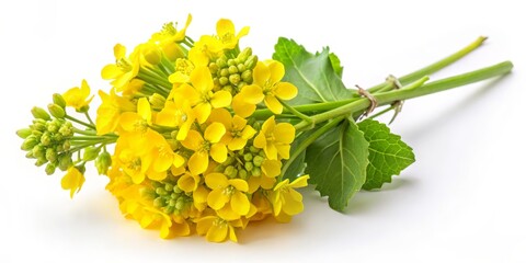 Wall Mural - A Close-Up View of a Mustard Flower Bouquet, white background, yellow flowers, green stems and leaves, spring bloom, mustard plant, floral bouquet