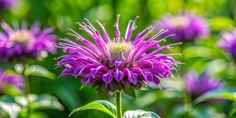 Wall Mural - Vibrant Purple Flower Close-Up with Green Blurred Background, Macro Photography, Natural Beauty, Flower, Nature, Macro