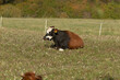 © Viktar - In a tranquil, grassy field, two cows are comfortably laying down, enjoying the serene environment around them, a picturesque scene indeed
