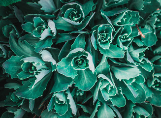 Decorative heads of green cabbage. Macro photo. Close up